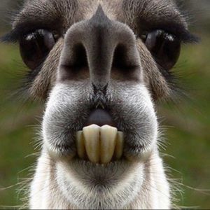 Meet your Posher, Walter